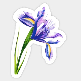 Iris in Bloom Sticker